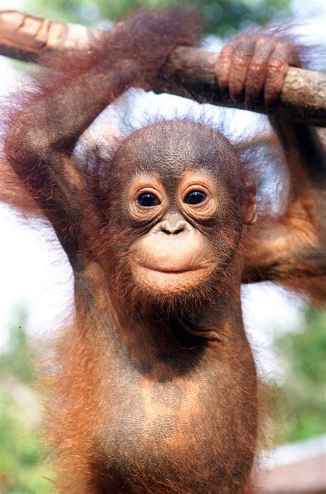 Conservationcute Indonesian Authorities Rescue Baby