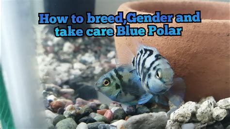 How To Breed Gender And Take Care Blue Polar Parrot Cichlids Quick And Easy Tutorial For Beginners
