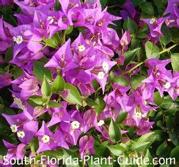 Can someone tell me what the purple flowered tree is that is in bloom along the highways now from wv down to sc? Bougainvillea Tree