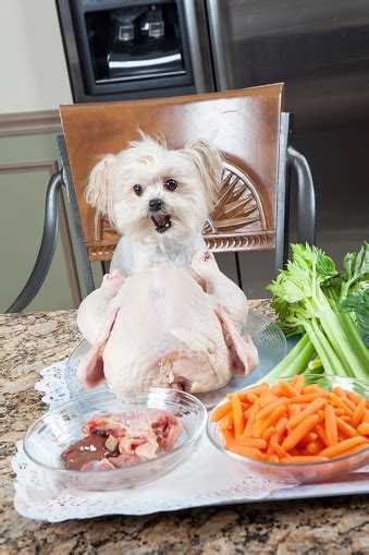 While people with pets often experience the greatest health benefits, a pet doesn't necessarily have to be a dog or a cat. Can Dogs Eat Celery? | Healthy Paws