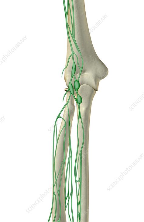The Lymph Supply Of The Elbow Stock Image F0017185 Science Photo