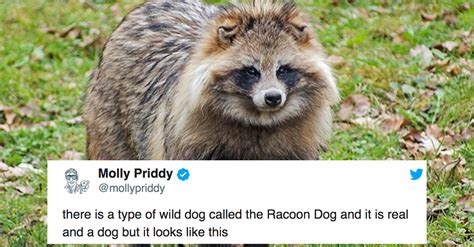 Raccoon Dogs Are A Real Animal And We Are Heccin Obsessed