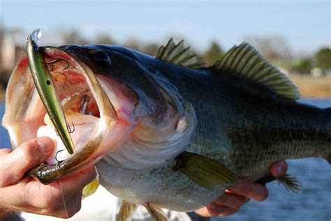 The 10 Best Bass Lures Of 2023 WooFish