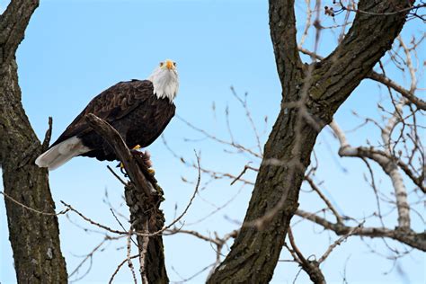 Winter Bald Eagle Viewing On The Great River Road Experience