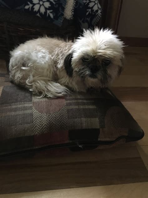 Although shih tzus keep themselves relatively clean, they still need to be bathed on a regular basis—even more so if they get into something smelly or soil themselves on accident. Blissfull: Shih Tzu Poodle Mix Puppies For Sale Wisconsin