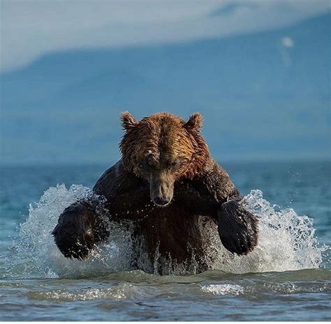 🔥 grizzly bear hunting for salmon 🔥 r natureisfuckinglit