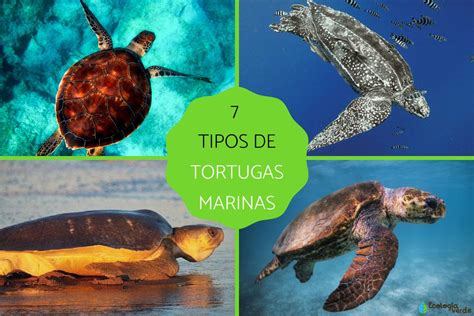 7 Tipos De Tortugas Marinas Y Sus Características Nombres De Las
