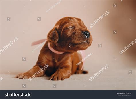 Newborn Irish Setter Puppies Photo Session Stock Photo 1871828104