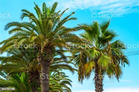 Beautiful Spreading Palm Tree On The Beach Exotic Plants Symbol Of
