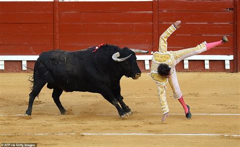 Bullseye Matador Is Gored In The Buttocks And Lifted High In The Air