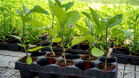 How To Plant Eggplants Successfully In Containers Time Of Garden