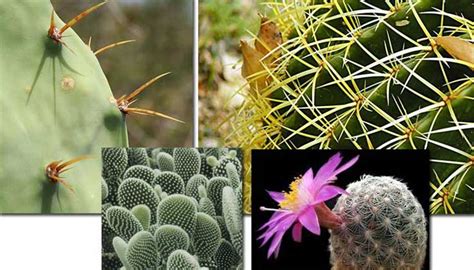 This is a microscopic image of the surface of a cactus stem. Read or download Photosynthesis: The Green Miracle