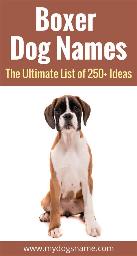 250 Boxer Dog Names The Ultimate List My Dogs Name Boxer Dog