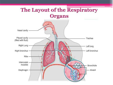 Ppt Respiratory System Powerpoint Presentation Free Download Id