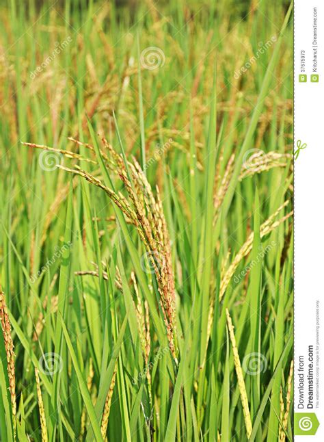 Brown Ears Of Rice On Top Of The Rice Trees Stock Image Image Of Farm