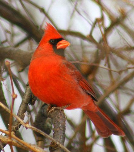 Cardinal Ohio State Bird Red Is My Favorite Color Pinterest