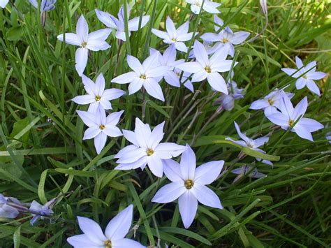 Ipheion Uniflorum White Star Spring Starflower Plants Planting
