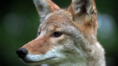 Pennsylvania Weighs Coyote Bounties But Theyre Usually Ineffective