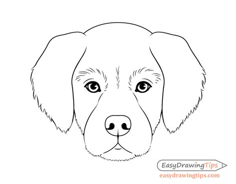 Dog Drawing Step By Step