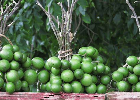 What Are Spanish Limes And How To Grow Them Plant Instructions