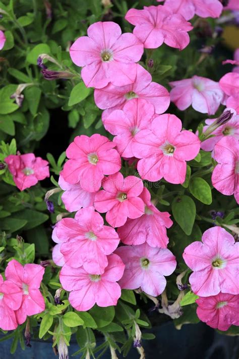 Pretty Pink Petunias In The Garden Stock Image Image Of Details