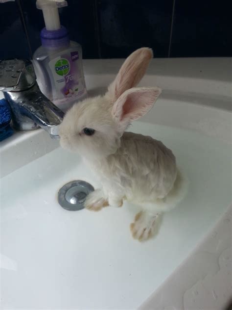 For fecal matter and urine staining, you can give rabbits a spot bath. Bunny bath : aww