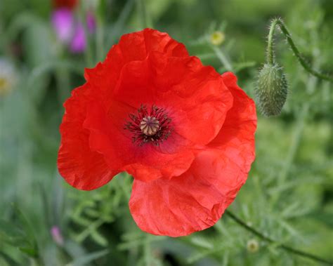 Red Poppy Flower Wallpaper Hd Desktop Wallpapers 4k Hd