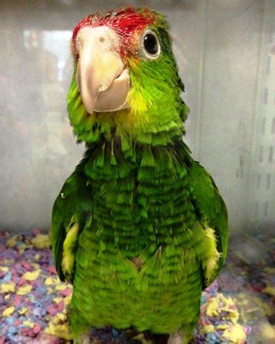 Edith Green Cheeked Amazon Parrot For Sale Exotic Feathers Birds Shop