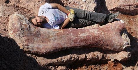 Biggest Dinosaur Ever Discovered Bbc News