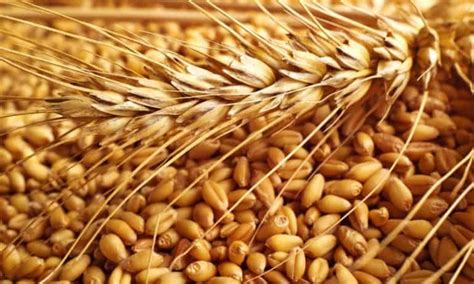 How To Grow The Grains That Feed The World Food Tank