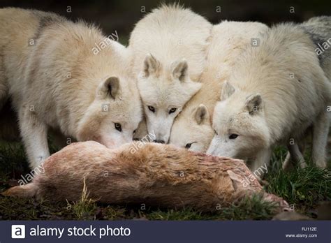 Artic Wolf In The Forest Stock Photo Alamy