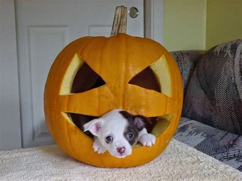 Cute And Funny Pictures Of Animals 73 Halloween Pictures