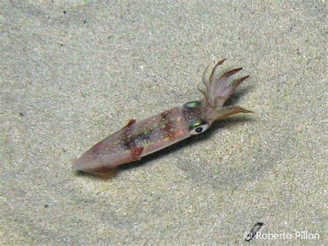 Vengono generalmente predate da delfini, squali, grandi pesci, foche e altre seppie. Necton e Plancton: Molluschi: Calamaro del Mediterraneo