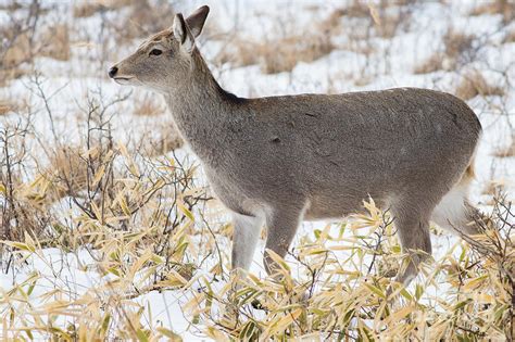 Sika Deer Doe Photograph By Natural Focal Point Photography