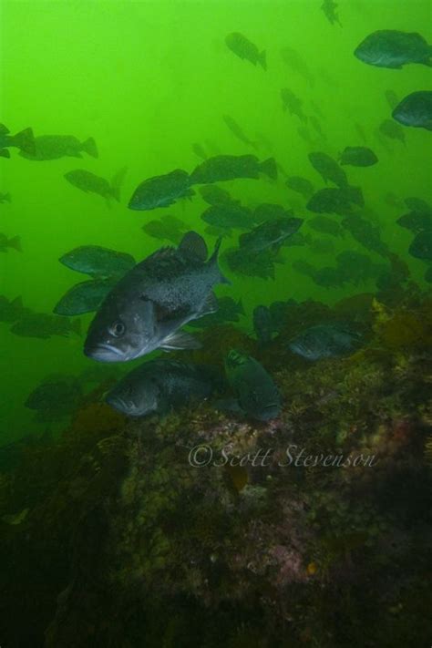 Coastal Fish Species Vancouver Island And Puget Sound Underwater