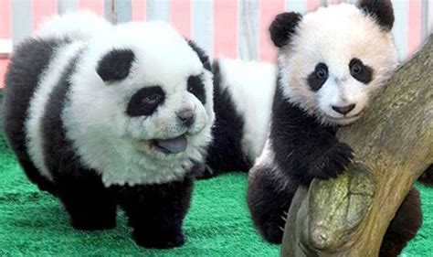 Is It A Panda Or A Dog Animal Lovers Go Wild For Adorable