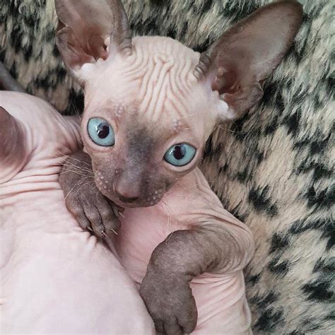 Photo Cute Hairless Cat Cute Cats And Kittens