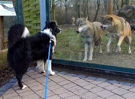 Wolf Enrichment Ideas How To Enrich The Lives Of Wolves In Zoos