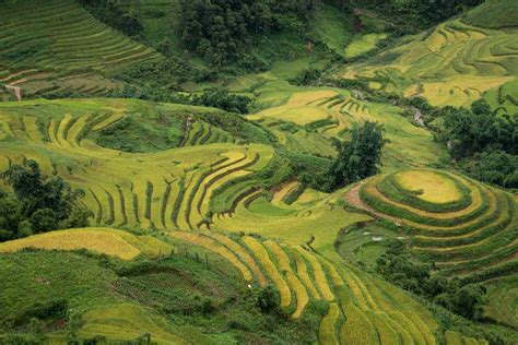 Sapa 3 day homestay trekking - local villages & terraced rice fields