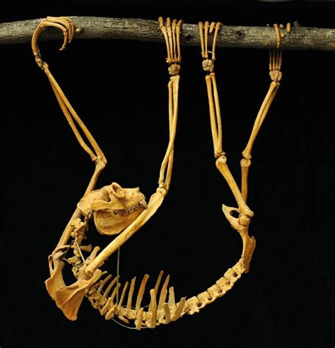 Pedal Morphology And Locomotor Behavior Of The Subfossil Lemurs Of