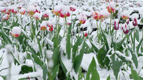 Denvers Latest Spring Snowfall On Record June