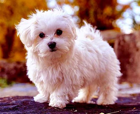 Small Fluffy Dog Breeds List Of 10 White Small White Fluffy Dog Breeds