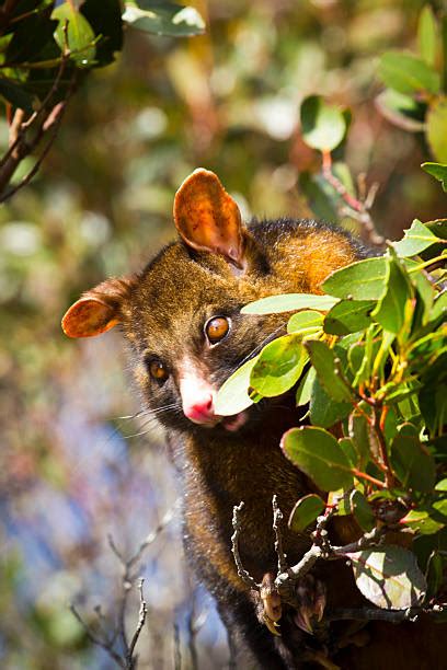 Ugly Possum Stock Photos Pictures And Royalty Free Images Istock