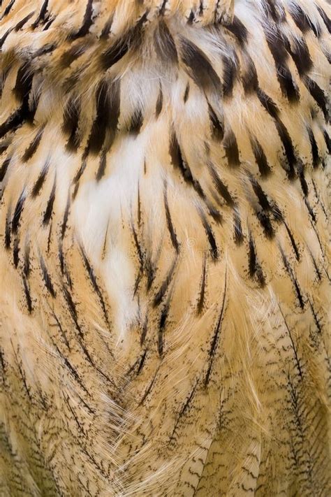 Closeup Texture Of Brown Owl Feathers Stock Image Image Of Backdrop