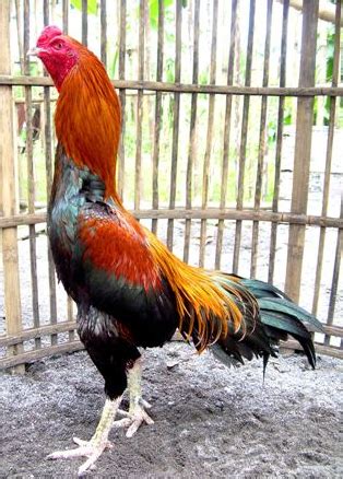 Beberapa gambar ayam sabung filipina | berbagai macam ayam. Gambar Ayam Bangkok Super Yang Di Takuti Lawan | Gambar ...