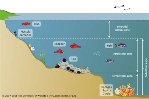 Living World The Rocky Shore — Science Learning Hub