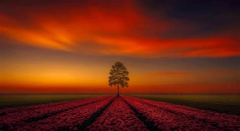 Lonely Tree Orange Sky Wallpaper Hd Nature 4k Wallpapers Images And
