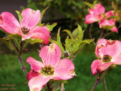 Pink Dogwood Tree Dogwood Trees Pink Dogwood Tree Pink Dogwood