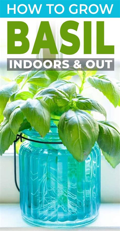 Growing Basil Indoors And Out • The Garden Glove In 2021 Growing