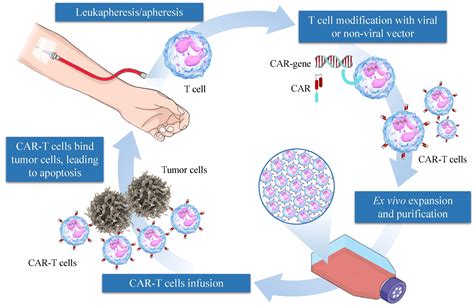 Chimeric Antigen Receptor T Car T Cell Immunotherapy For Sarcomas